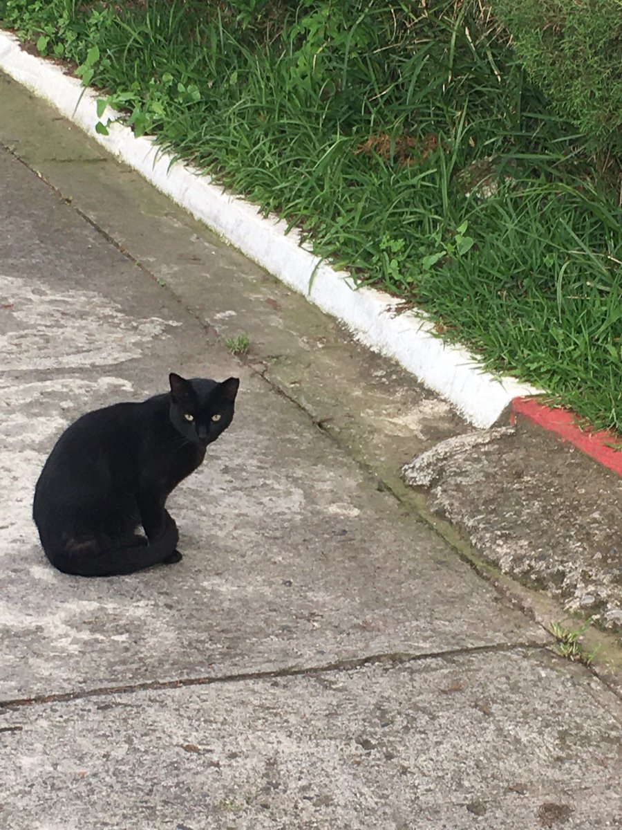 Vodka_g1rl's tweet photo. Q vivan los gatos https://t.co/CQjpBgmqDP