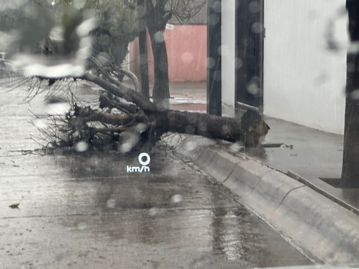 Planoinforma's tweet photo. 🚨🌳 Vecinos de la colonia Lomas 4a Sección reportan la caída de un árbol en la calle de Sierra San Patricio, casi esquina con Cadi.
#ReportePI https://t.co/tCRqzw3w9w