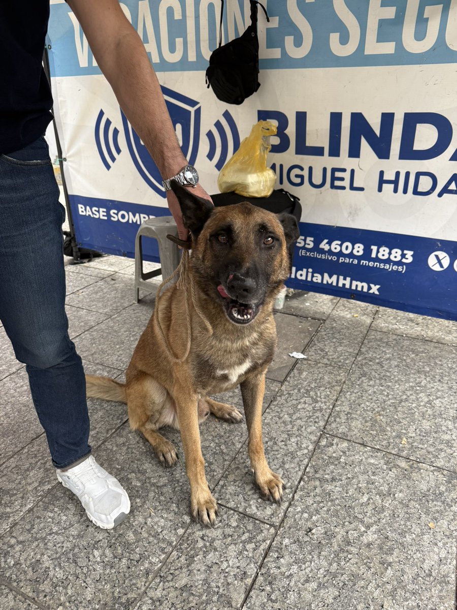 Perrito perdido en masaryk con Alejandro Dumas, si alguien lo está buscando plis plis escríbanme