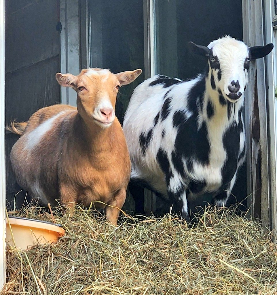 WinstonThatche4's tweet image. We're just watching the kids play outside #HappyCouple #SallyAndDomino