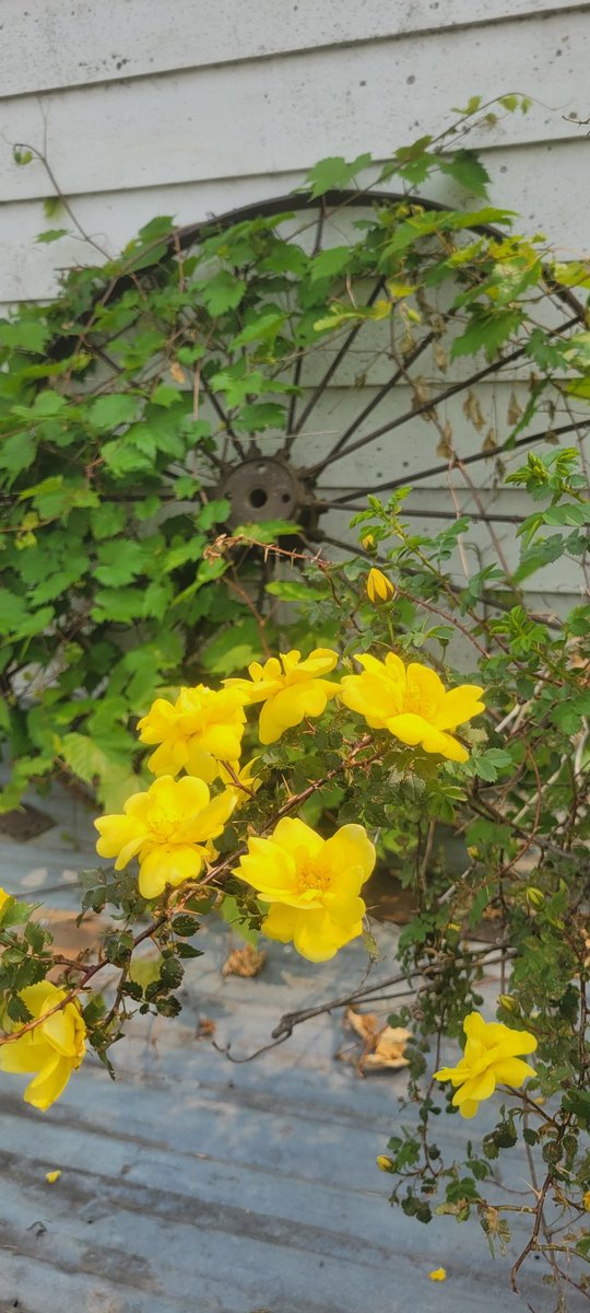 A random sight at my place.