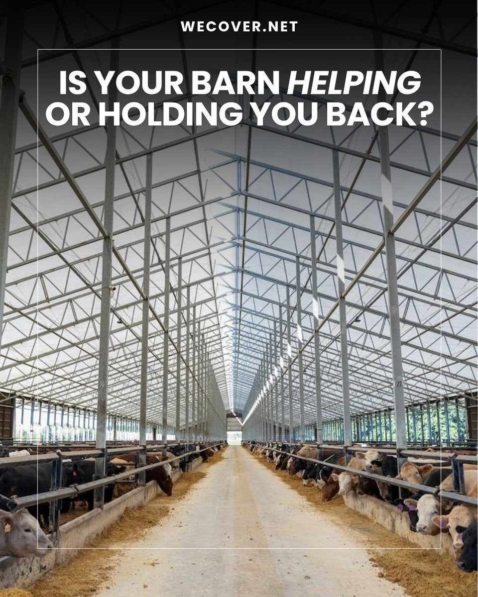 Healthy animals make for a productive farm, and the right shelter can make all the difference.
A WeCover fabric roof barn is designed to provide a bright, well-ventilated environment that supports the health and comfort of your herd, no matter the season.