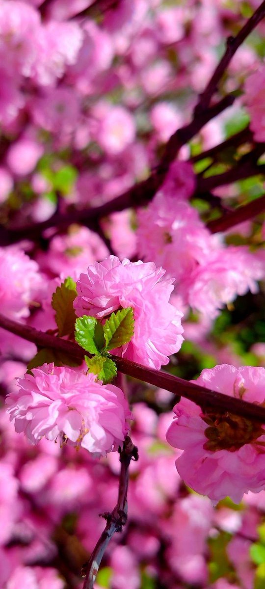 June: 

Thank God, for perfect health, infinite wealth, and a life of peace. 🍃🌸🍃
Thank you, thank you, thank you.🙏🏻🤗