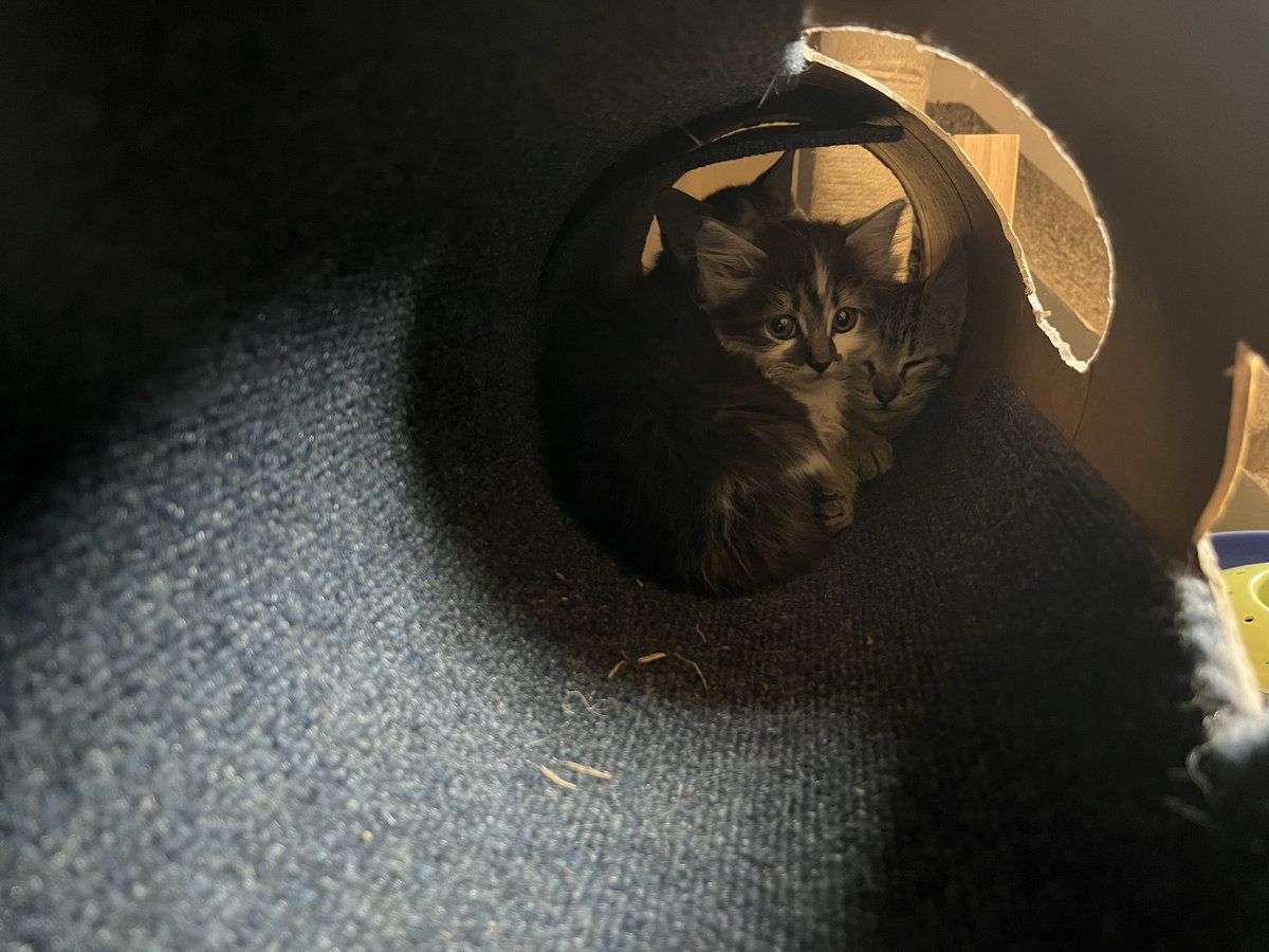 As promised, here’s a picture of fluffy little Kia. We also changed the boy’s name to Bentley, it feels more right for him. Everyone is still really shy but their foster has been making some inroads with Ferrari already.