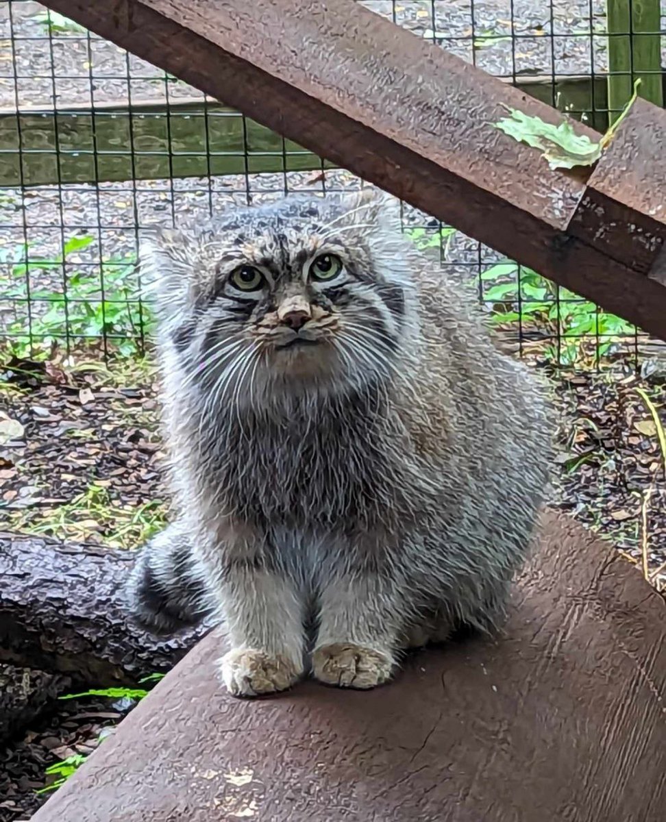 Daily Manul tweet media