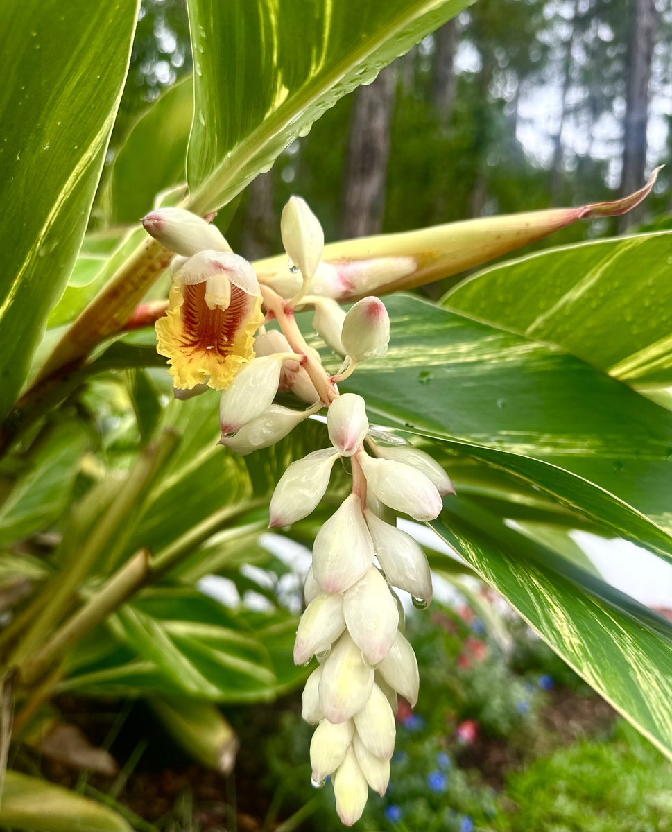 Blooms around the yard 

- Variegated Shell Ginger, Alpinia zerumbet ‘Variegata’