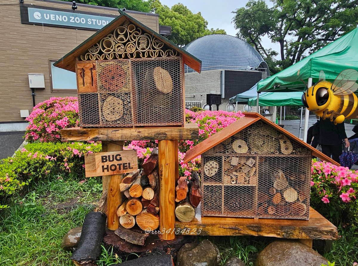 RRR34134823's tweet photo. 昨日見たけどまだ住人は無かった😌
入居者募集だよ🐝

ちょこっと #月曜日のクマ
#BUGHOTEL
#上野動物園
📷202505 https://t.co/Zjza22QMGv