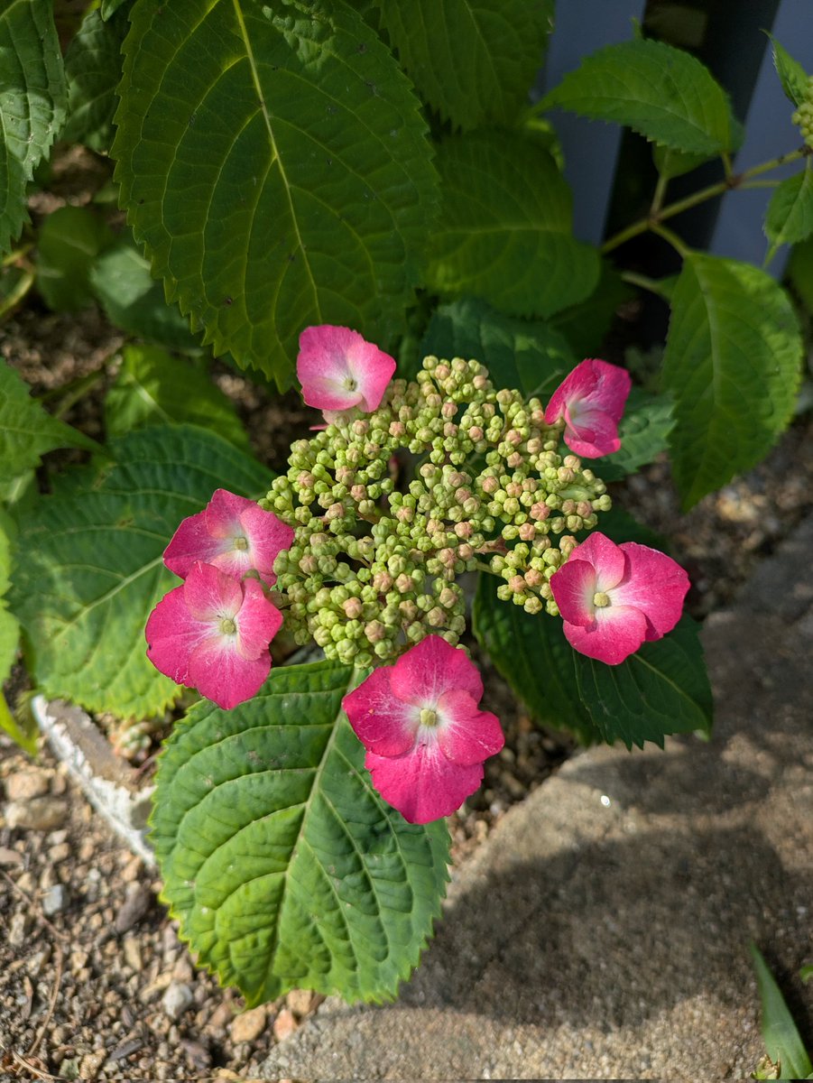 山あじさいが咲きました☺️普通のあじさいはまだ先っぽいです。
夏が近づいてきてますね🌊⛱️