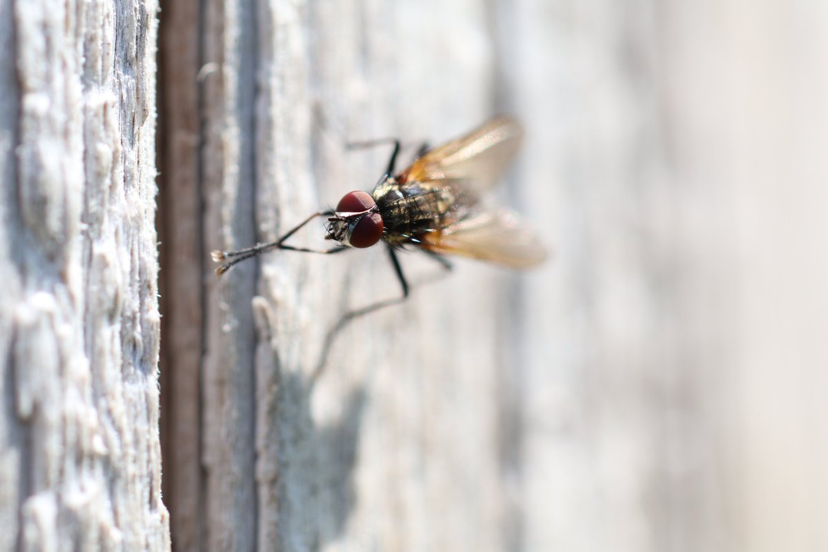 Graystar24 tweet media