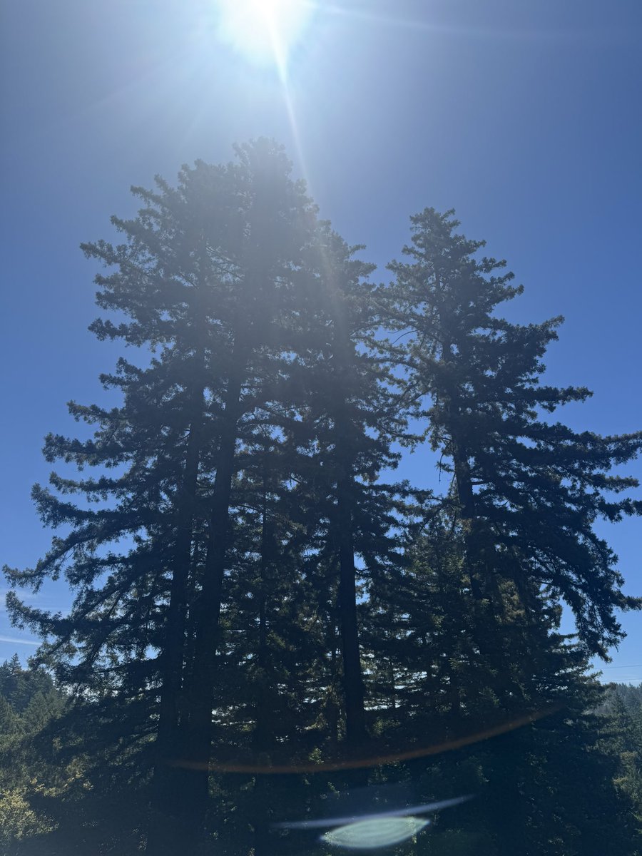 A perfect chance to recharge and reflect in the breathtaking Redwoods!