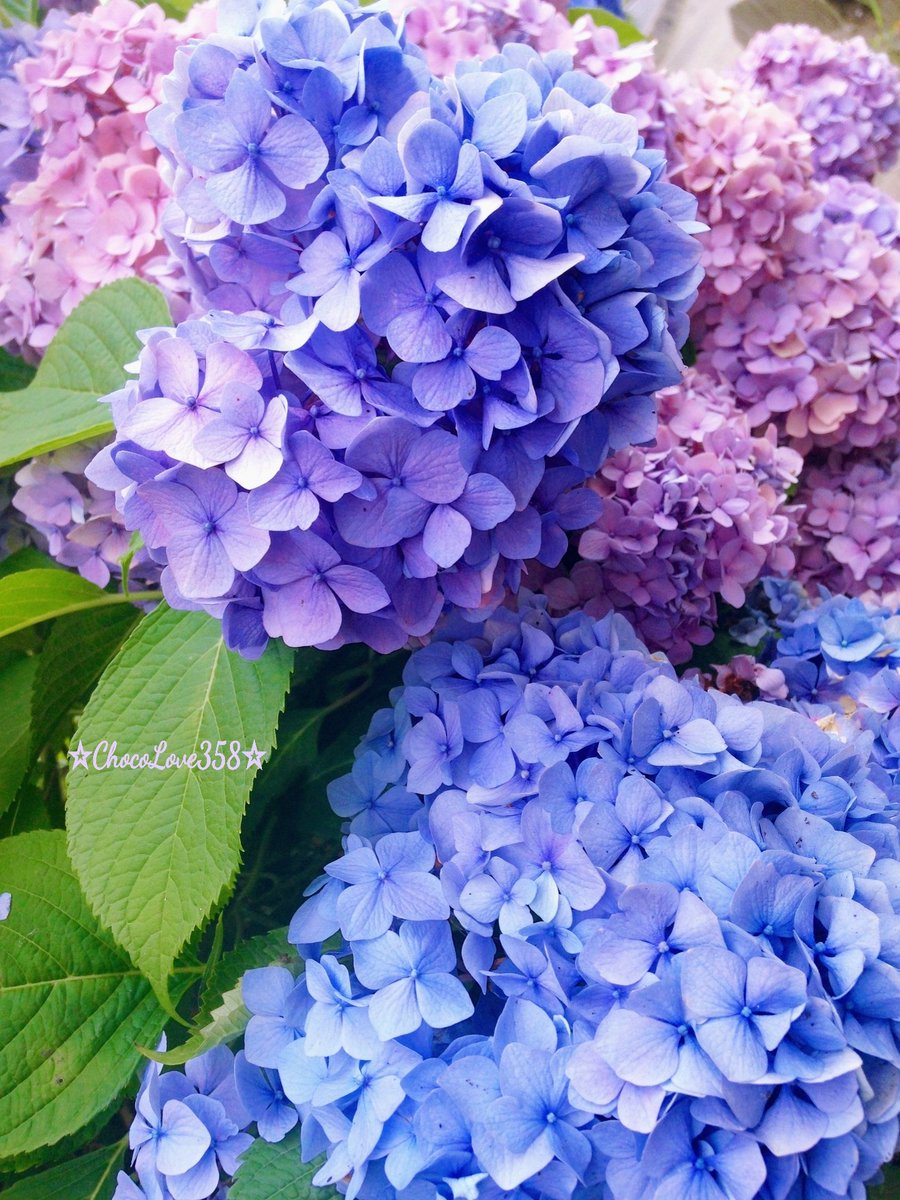 ChocoChocolLove's tweet image. ·
𖥸  𖦥  𝙶𝚘𝚘𝚍  𝚖𝚘𝚛𝚗𝚒𝚗𝚐 𖦥 𖧡

いつも RP いいね♡ リプ
優しい繋がりに感謝です✨

気持ちを新たに✰*゜
今月も笑顔溢れる 素敵な
時間をお過ごしください☘️

変わらず低浮上ですが 
よろしくお願いします☺️

                    𖡼.𖤣𖥧𖡼.𖤣𖥧⚘𓂃◌𓈒𓐍

#TLを花でいっぱいにしよう