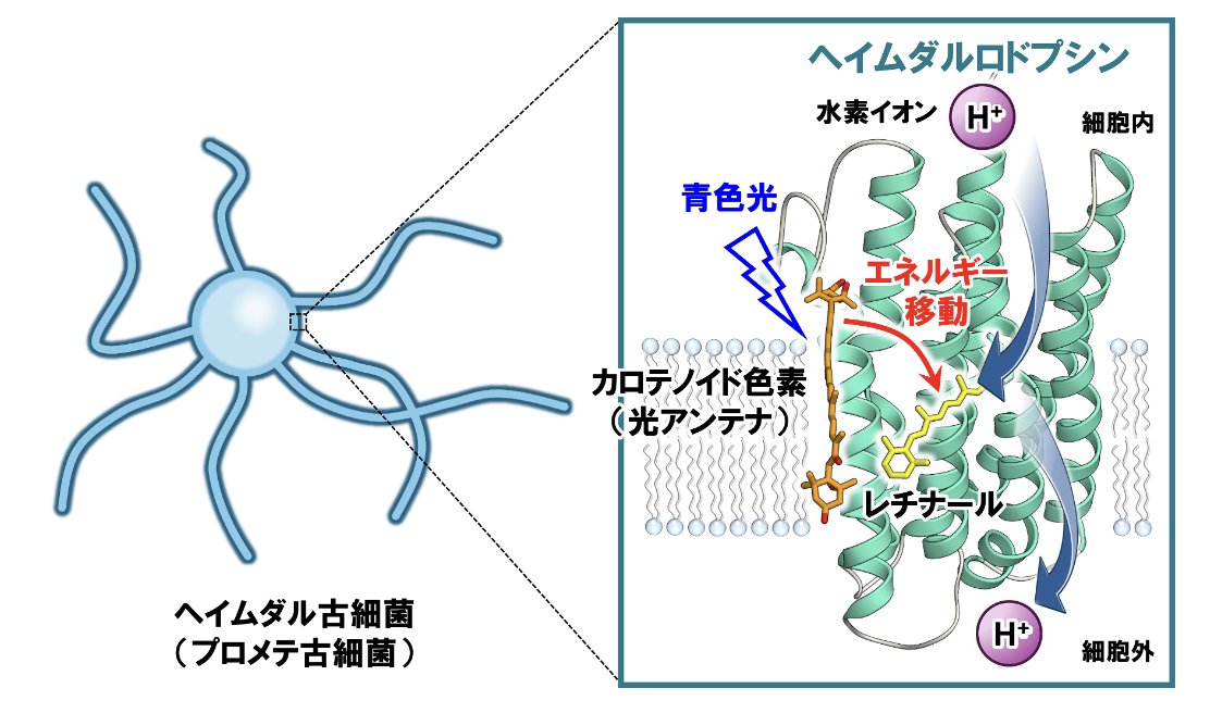 【研究成果】カロテノイド色素を光捕集アンテナとして利用する、極めて高感度な光駆動水素イオンポンプタンパク質「ヘイムダルロドプシン」を発見👀✨
真核生物の共通祖先に最も近い現生生物種の一つであるヘイムダル古細菌🦠から発見されました
issp.u-tokyo.ac.jp/maincontents/n…