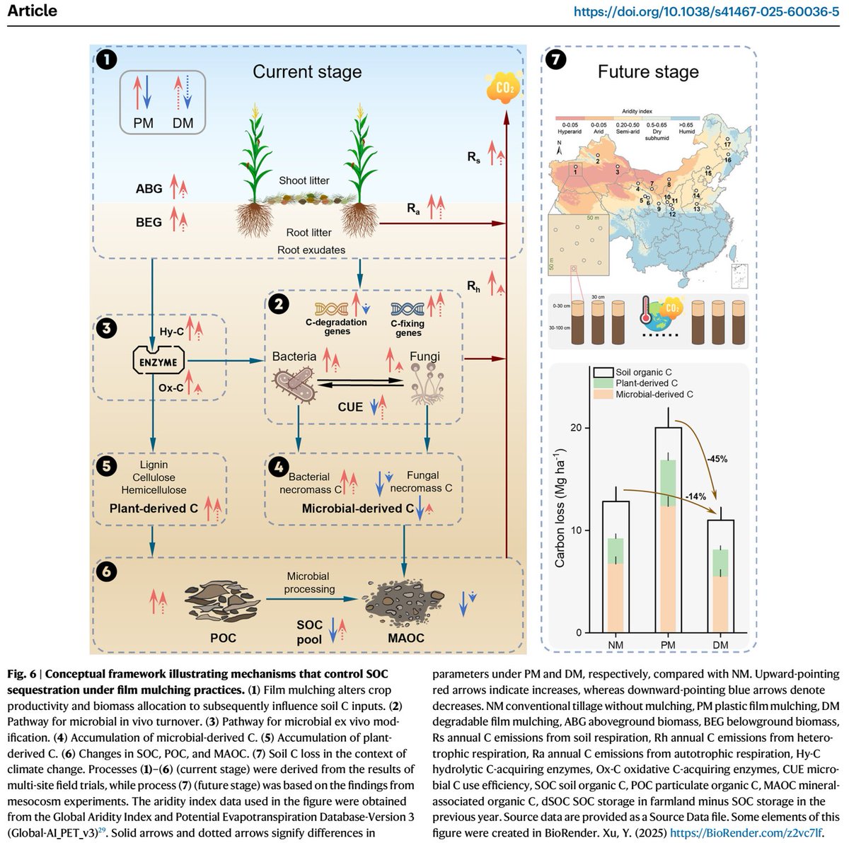 ykuzyakov's tweet photo. 💥NEW in #NatureCommunications 💥
Degradable film #mulching increases #soil #carbon #Sequestration in #dryland #agroecosystems
https://t.co/4ma1yLNEGn
#SoilOrganicMatter #carbonsequestration #agriculture #CarbonUseEfficiency #microbialbiomass #enzymes #GlobalChange #landuse https://t.co/elfYNMPB0O
