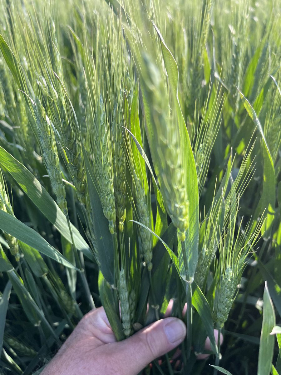 jim saul π¨π¦π½π (@sfljim) on Twitter photo This cold weather has slowed down the wheat..I expect to see anthers tomorrow w warmer temps. Windy on Tues and then upwards of an inch of rain Wednesday Thursday..Iβm gearing up to spray tomorrow..what say you β¦<a href="/WheatPete/">Peter Johnson</a>β© Better to be a tad early than a couple days late? This cold weather has slowed down the wheat..I expect to see anthers tomorrow w warmer temps. Windy on Tues and then upwards of an inch of rain Wednesday Thursday..Iβm gearing up to spray tomorrow..what say you β¦<a href="/WheatPete/">Peter Johnson</a>β© Better to be a tad early than a couple days late?