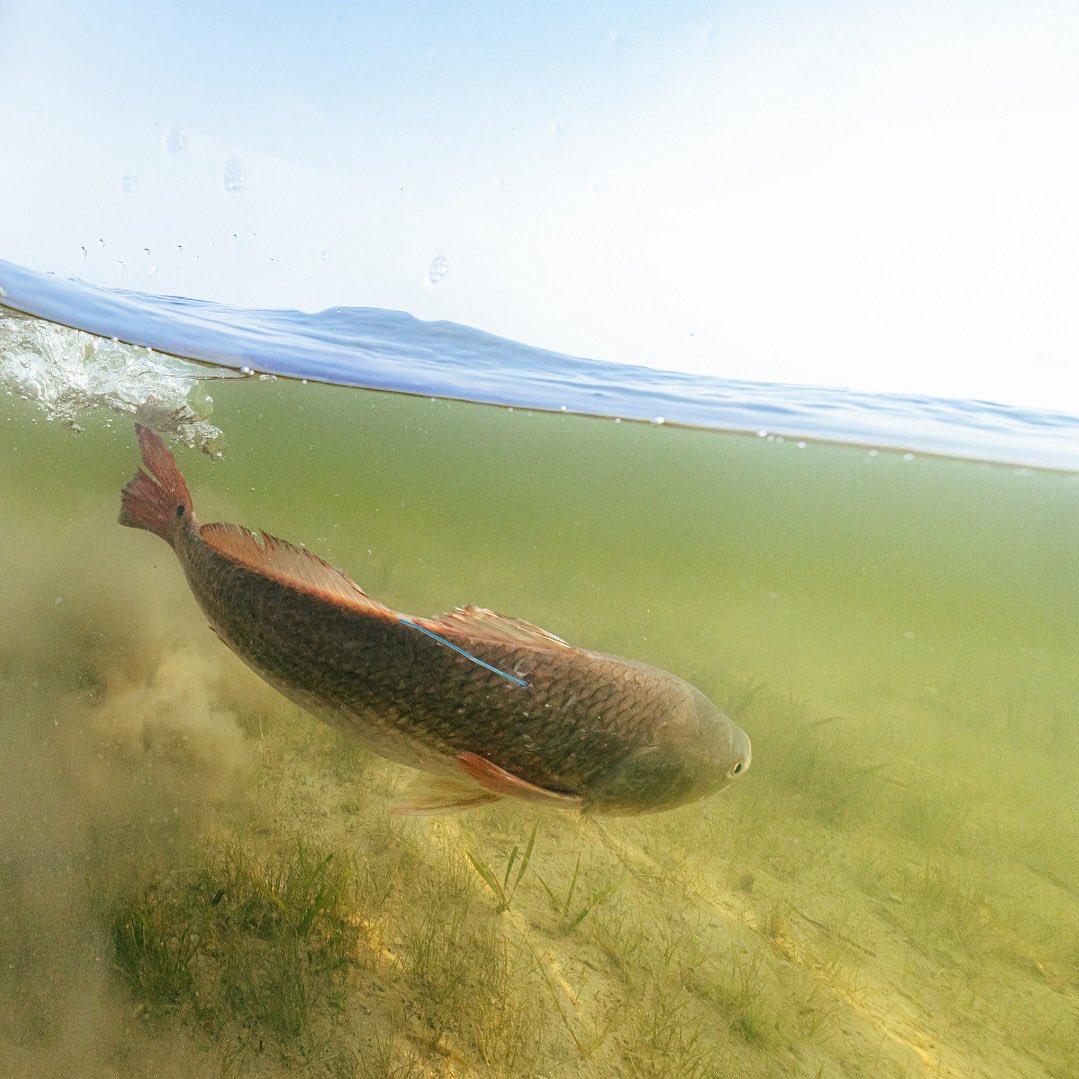 The STAR of Summer 2025!
 
📸: Mac Elliott
 
➡ Tagged redfish divisions are 👉 CATCH, CLIP THE TAG and RELEASE 👈
➡ You must be a current CCA member &amp; registered in the Tournament to win.
➡ Full rules and details: startournament.org
 
#JoinCCA #CCATexas #STARTournament
