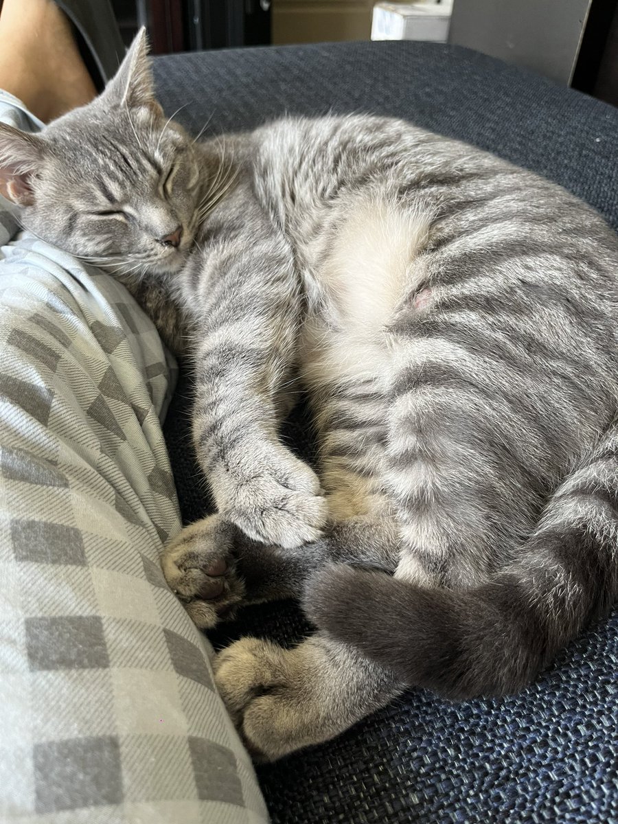 Calaminus tweet media