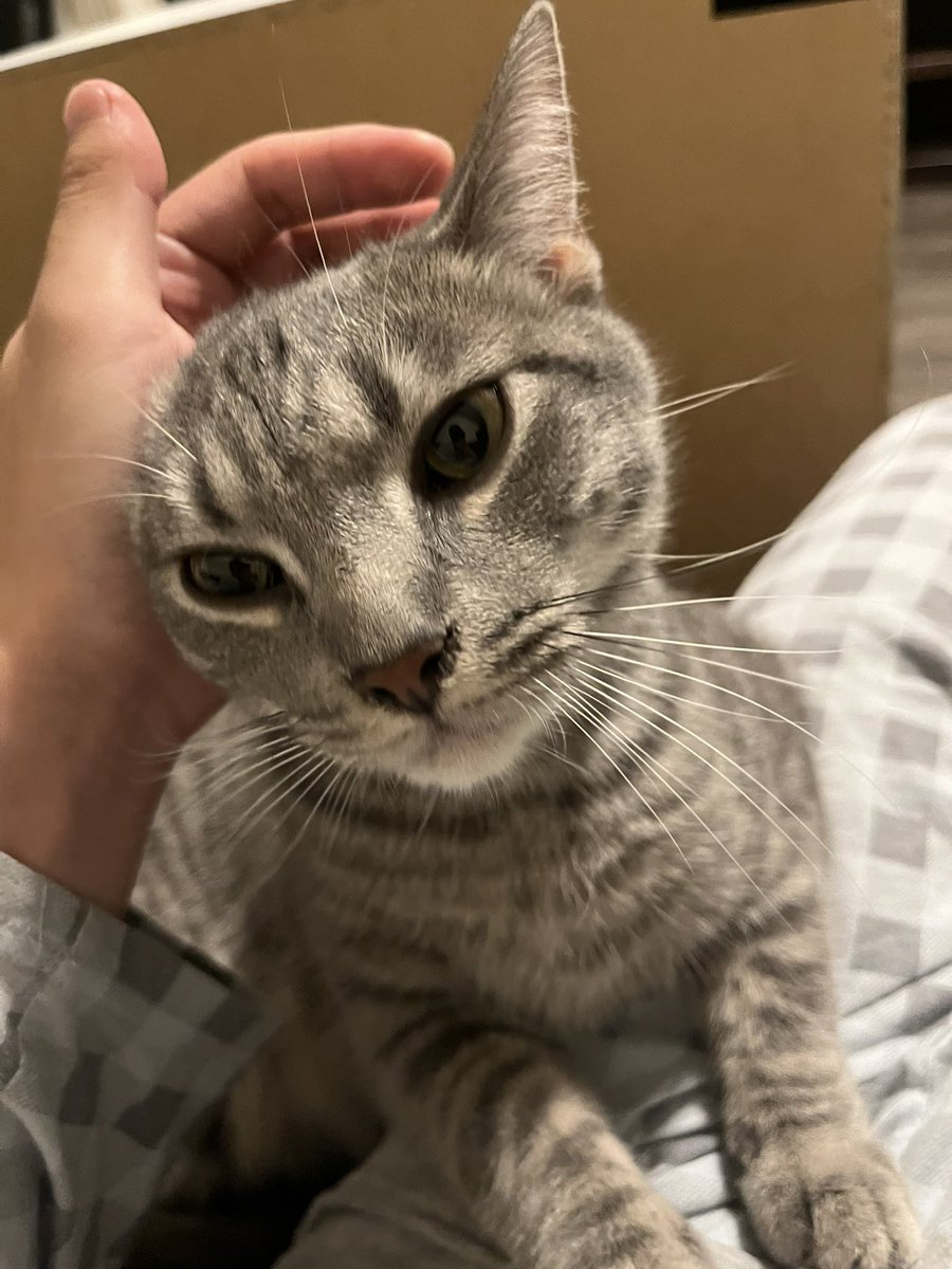 Calaminus tweet media