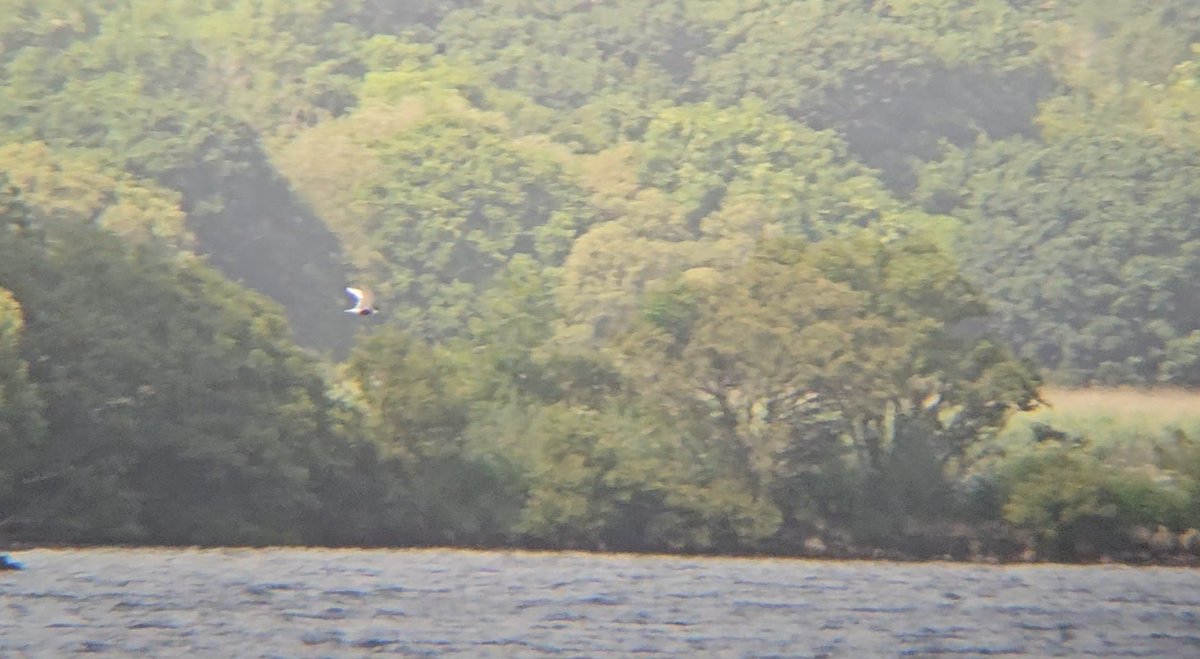 Luke Stoppard (@lukestoppard) on Twitter photo Didn't have a camera on me today, so here's my phone scope attempt at the Whiskered Tern at Helston Loe Pool today. Great to finally get the species after dipping one by 30 seconds a few weeks ago in Kent! <a href="/CBWPS1/">Cornwall Birds</a> Didn't have a camera on me today, so here's my phone scope attempt at the Whiskered Tern at Helston Loe Pool today. Great to finally get the species after dipping one by 30 seconds a few weeks ago in Kent! <a href="/CBWPS1/">Cornwall Birds</a>