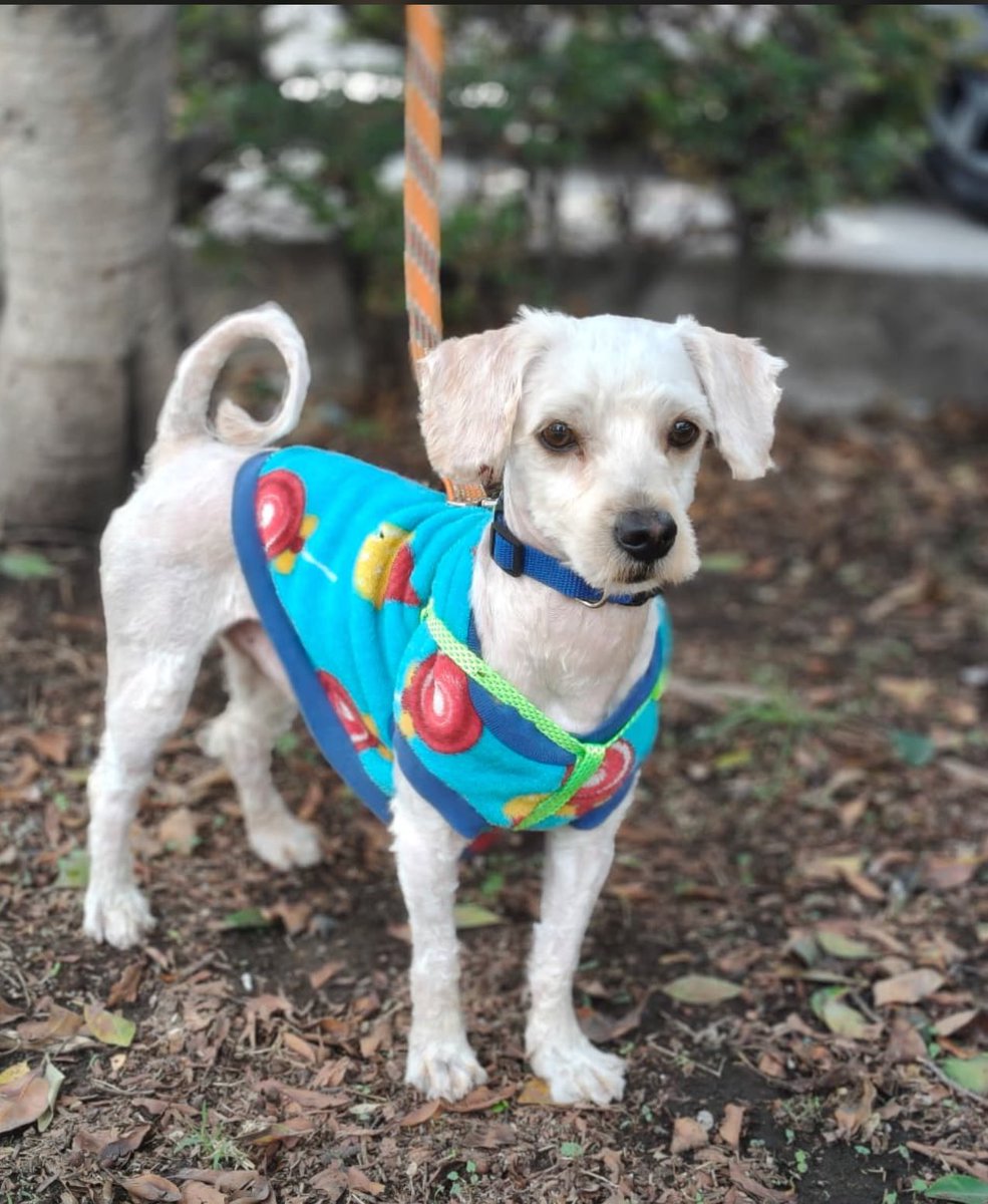 Macho en adopción responsable, aprox 2 años, sociable y muy cariñoso, se entrega esterilizado, talla chica, alguien quiere darle una oportunidad ? <a href="/MascotasSismo/">Mascotas Sismo</a> <a href="/perrososmx/">🅿🅴🆁🆁🅾🆂🅾🆂🅼🆇</a> <a href="/U_PLATEROS/">UH Plateros</a> <a href="/mayumiguillen/">Mayú Guillén 🇲🇽🇺🇦</a> <a href="/iztalccihuatl/">Mary Sandoval 6476❤**</a> <a href="/EsEstra/">A L I 🐾</a> <a href="/acano52/">Arturo</a> <a href="/IsabelJunco/">Isabel Junco</a> <a href="/Nyu_umi/">JJ</a> <a href="/Lacasadelsalchi/">La casa del perro Salchicha CDMX</a>