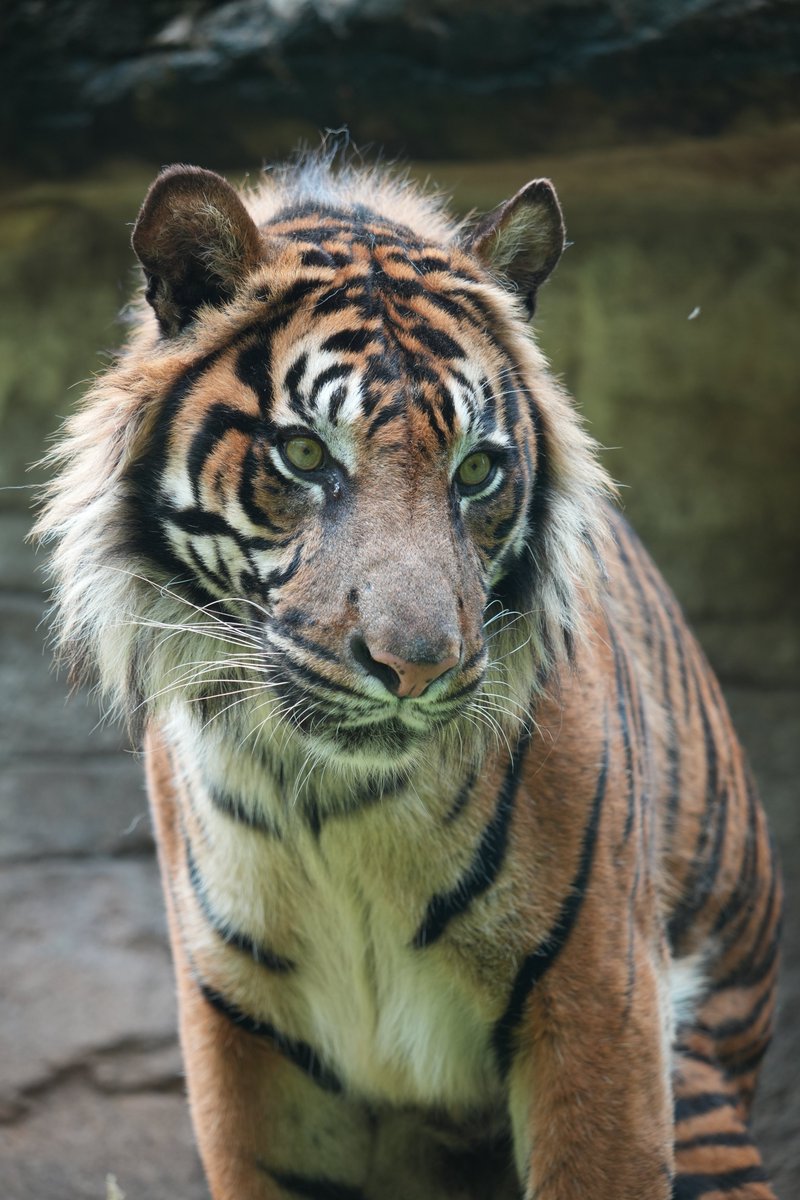ホノルルでお会いしたケアヒの元飼育員さんにぜひ会ってみて！と言われてから7年…

ようやく！！会えました！！
まだまだ元気でいてね！！！
#八木山動物公園フジサキの杜 
#スマトラトラ #ケアヒ