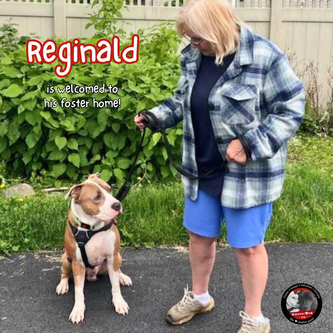 💙 REGINALD is out of the shelter &amp; feeling much better in his foster home! This handsome 5 yr, 76 lbs boy is doing well &amp; will be available for adoption soon! Yay for Reginald! 

#fosteringsaveslives #amsterdog #amsterdogs #amsterdogrescue