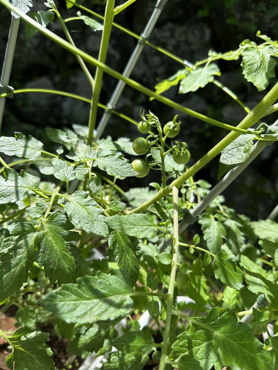 我が家の夏野菜たちスクスク
島唐辛子に場所追いやられすぎて、今年はピーマンナスきゅうりミニトマトバジルしそだけになってしまった…
わいの毎年楽しみにしていたプリンスメロンがーーー