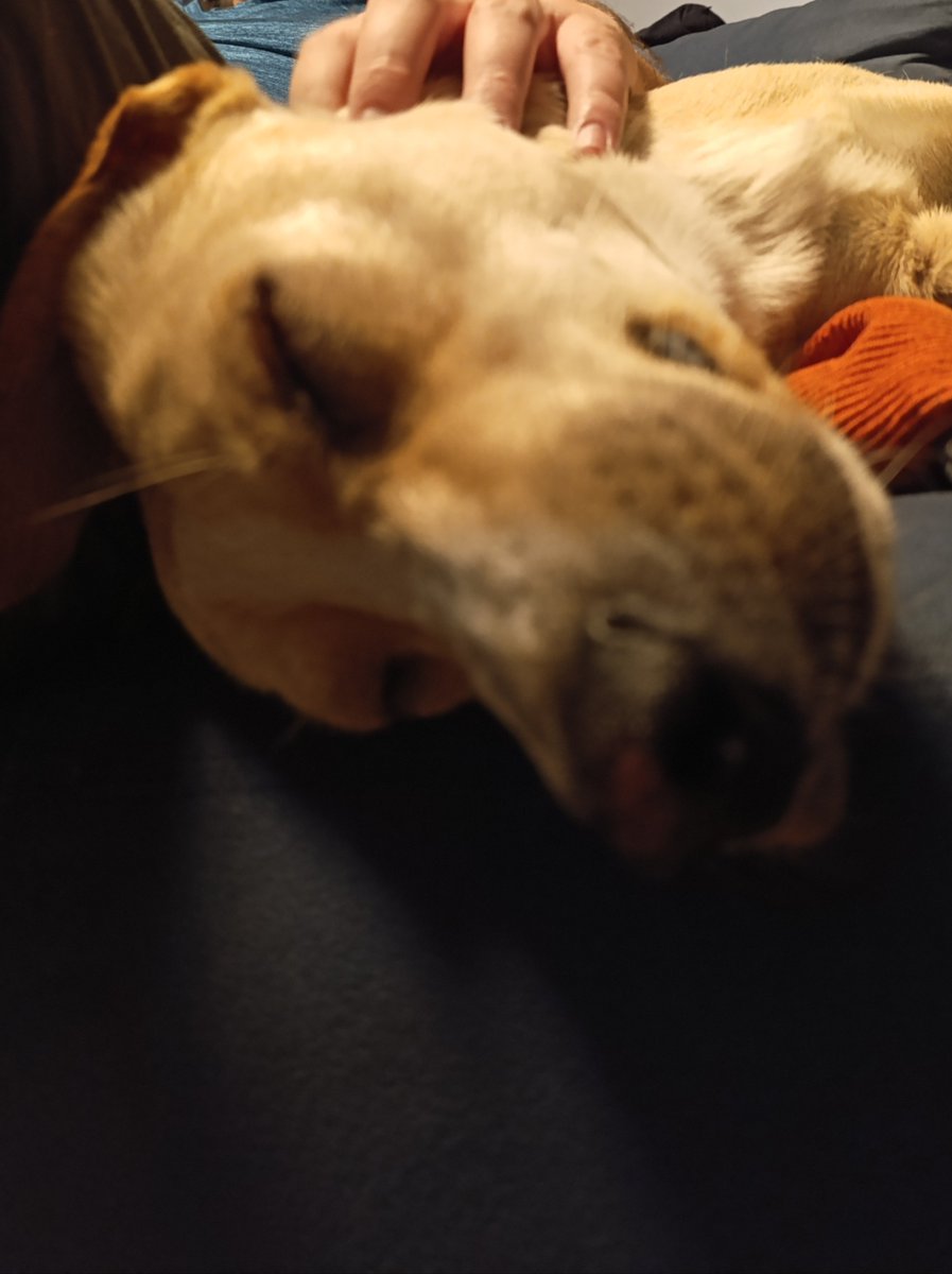 noelialeonallen's tweet photo. Formalmente les presento a Hummus (por el plato típico de pasta de garbanzos, tiene el mismo color), el nuevo integrante de esta familia mitad goy, mitad rusa, mitad perro y mitad no sé https://t.co/ErGigr9Oes