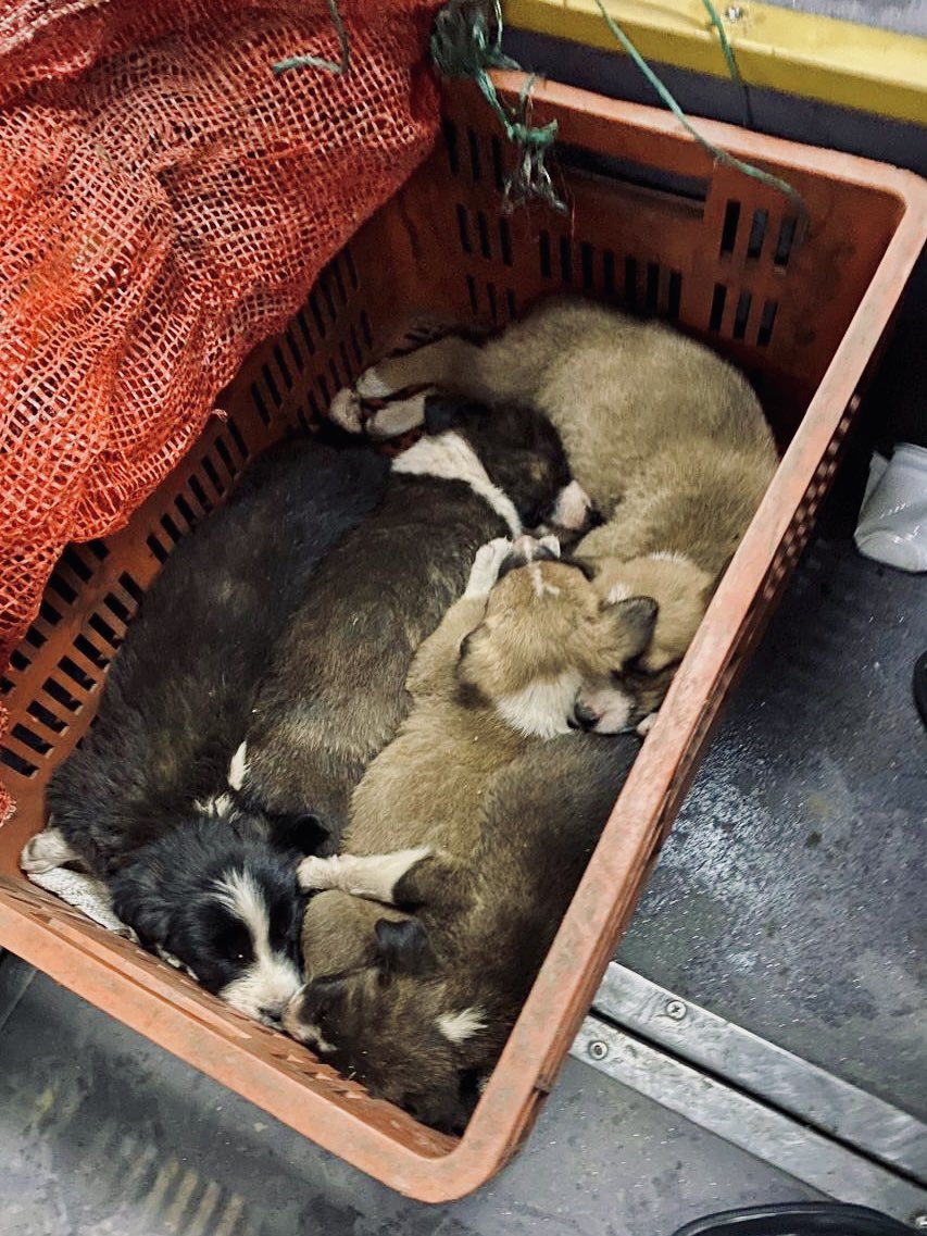 🚫🤚🏼 ¡Abandonar es maltratar!

Estos cachorritos llegaron al Portal 20 de Julio en un alimentador😞. Fueron presuntamente abandonados y en este momento se encuentran en las oficinas del Portal.

📢 ¡Ayúdanos a encontrar hogares para estos peluditos! Si deseas adoptar, envíanos un