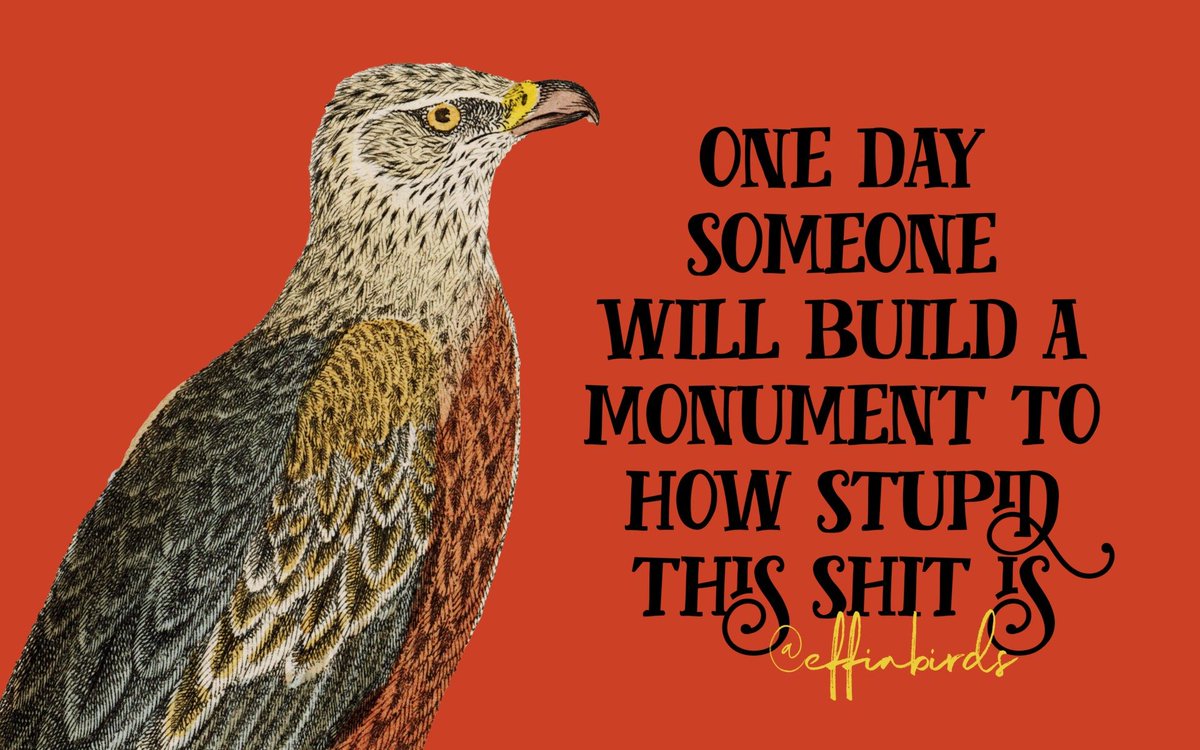 Effin' Birds (@effinbirds) on Twitter photo 