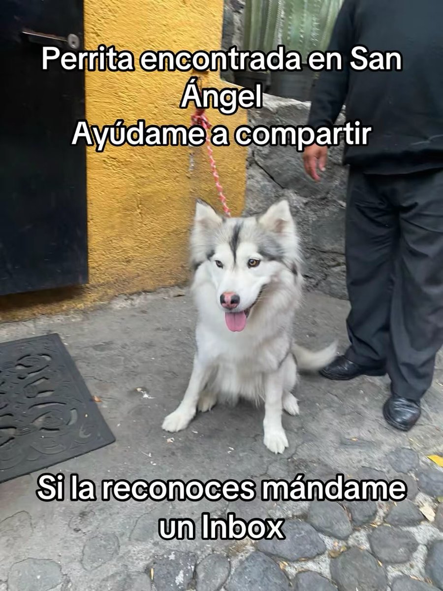 ATENCIÓN FAMILIA

Esta princesa fue encontrada por policías en las calles de Galeana y Leandro Valle, en San Angel, linda y bien cuidada, no lleva mucho en la calle, no traía collar ni placa.

Está a resguardo, si la reconoces marca  55 2699 5827

Ayúdenme a compartir por favor.