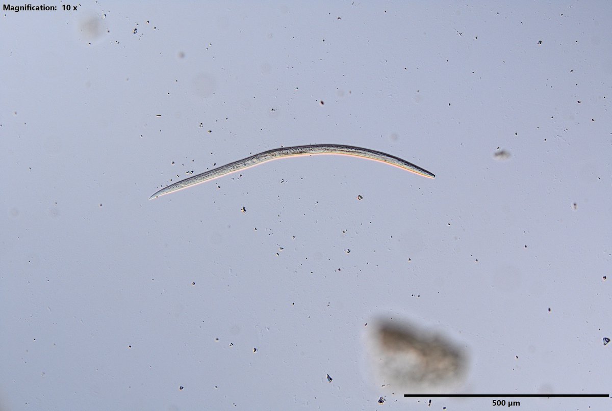 Lawrence Perepolkin tweet media