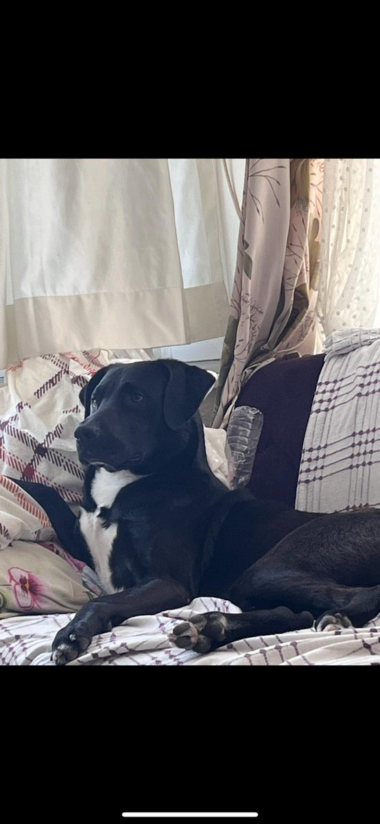 Arkadaşlar Fatih salı pazarından çalınmış çipli ismi LUKA lütfen yardımcı olmaya çalışalım