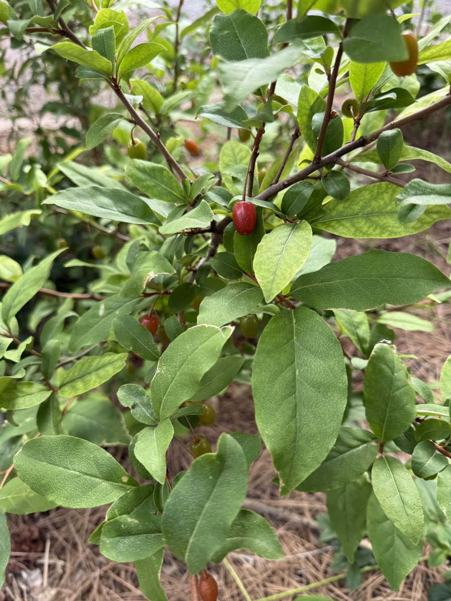 Fortapachefun's tweet image. Early Goumi harvest.