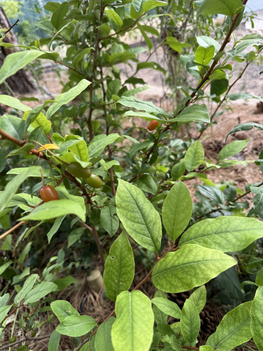 Fortapachefun's tweet image. Early Goumi harvest.