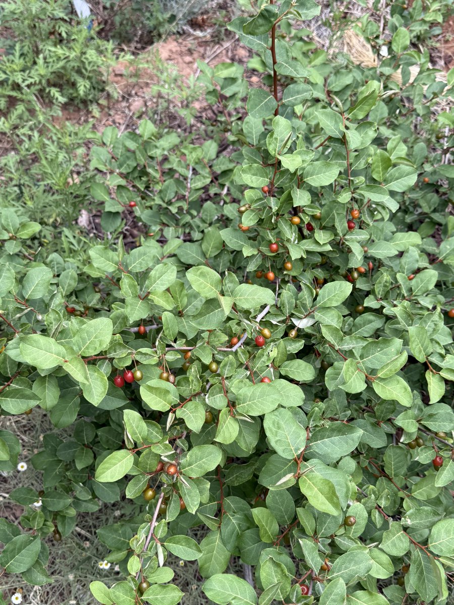 Fortapachefun's tweet image. Early Goumi harvest.