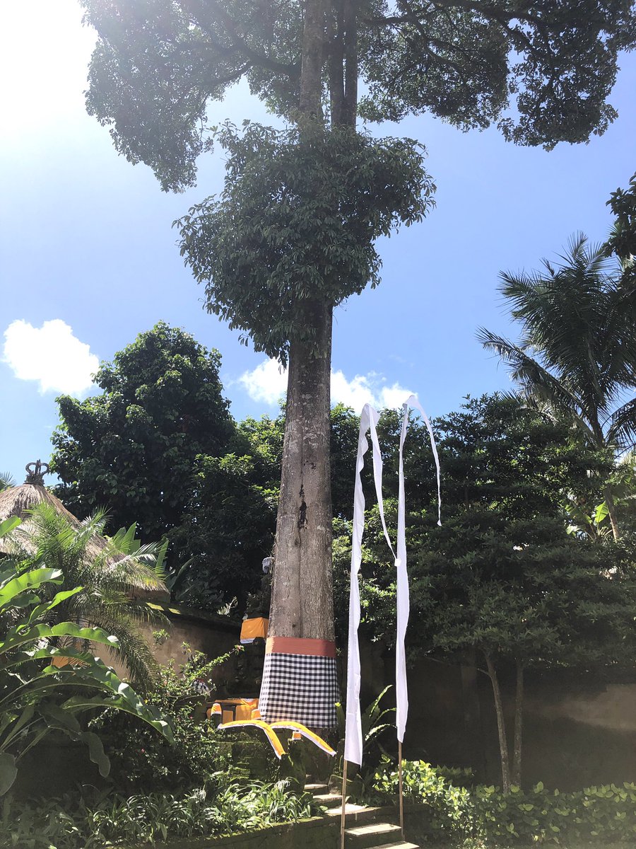 EmiWayan's tweet photo. アマンダリの中にある長〜い木、どんな神様が宿っているのだろう？
#アマングループ  #アマンダリ  #ウブド　#神々の島　#バリ島　#バリヒンドゥー教  #amandari  #balihindu #ubud  #pohon https://t.co/4SR8jjmTOj