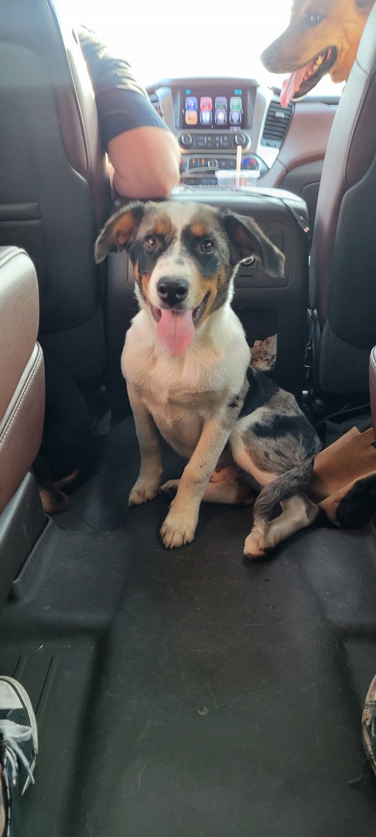 Meet our newest granddog Hudson