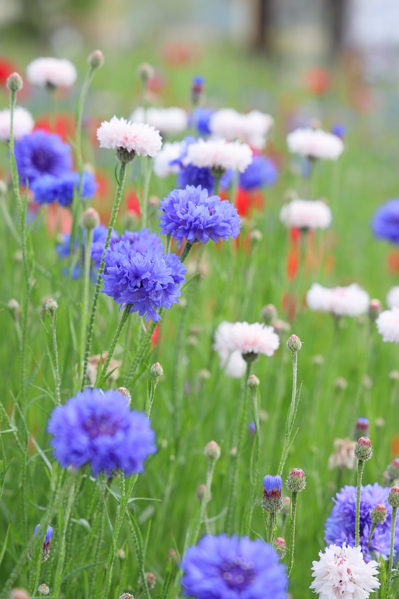 さわりたくなるポンポン感。🙂
