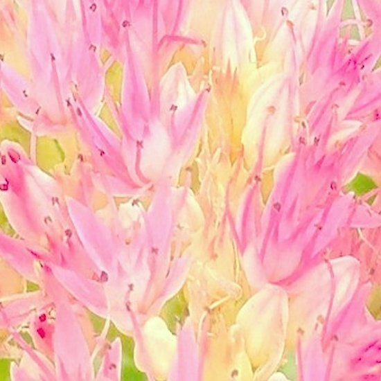 Kznami volta megumi tweet media