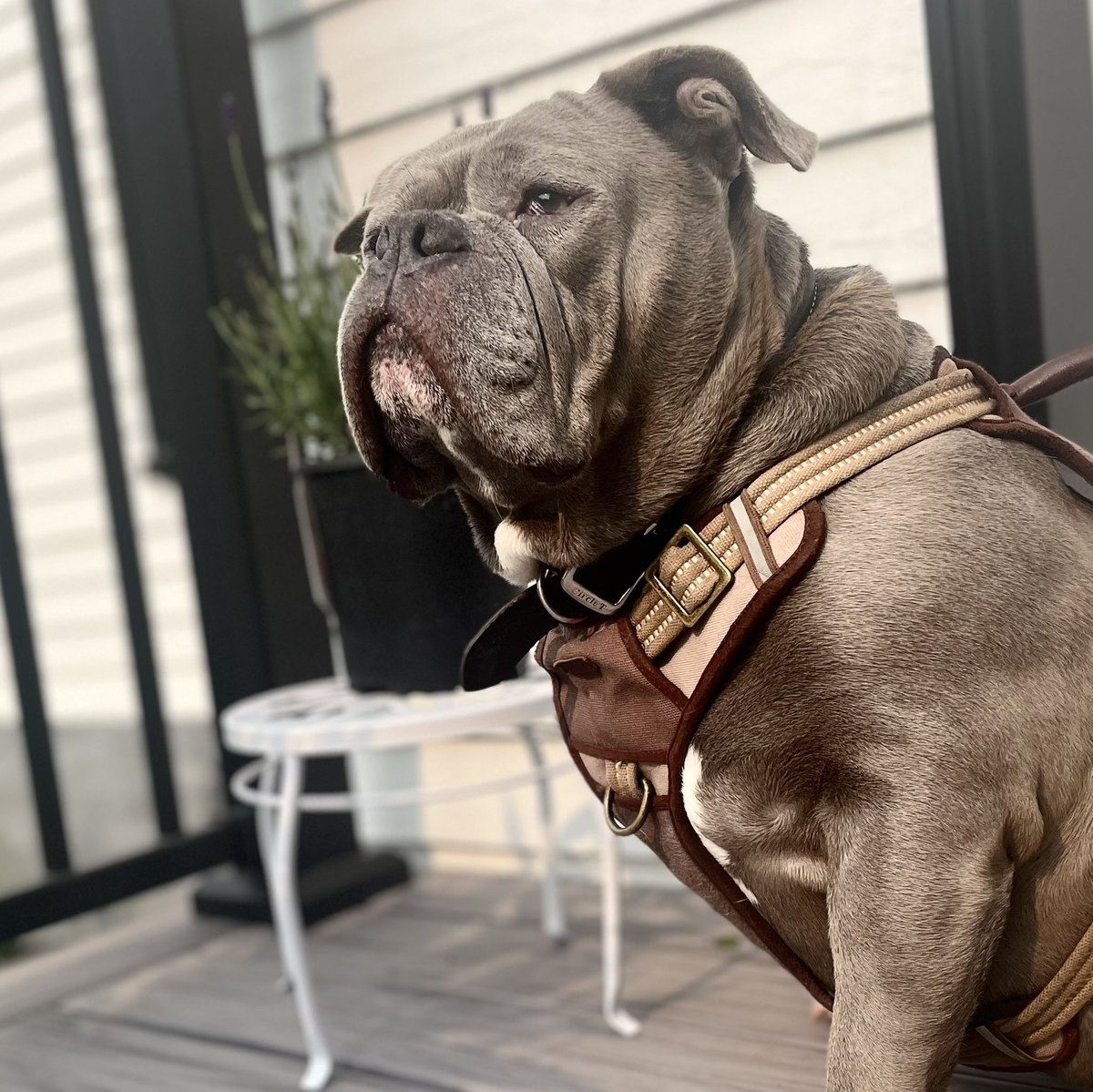 KingTuckerC's tweet image. Had a great relaxing day, including some outdoor time with the humans on the deck. I liked hanging close to the lavender plant for some reason. 🤷♂️😏😉😂❤️