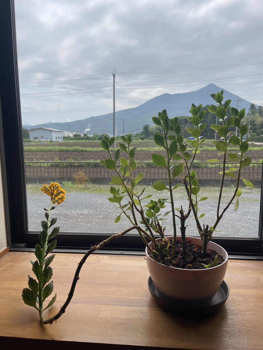 6/2月
6/3火
定休日です🍜

適当に観葉植物を剪定したら出来てしまった個性豊かな作品

「外の世界へ」

をご覧下さいm(__)m

いよいよ来週はアレ！

皆様も良き一週間をお過ごしください🍜