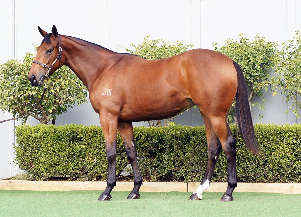 Bowness Stud & Watershed Farm (@bownessstud) on Twitter photo The first of our four yearlings to sell today <a href="/mmsnippets/">Magic Millions</a> National Yearling Sale are ready to go!
🔹Lot 1122: Profiteer colt
🔹Lot 1149: Cool Aza Beel colt
🔹Lot 1170: D'Argento filly
🔹Lot 1191: North Pacific filly
Draft: bownessstud.com.au/2025-magic-mil… The first of our four yearlings to sell today <a href="/mmsnippets/">Magic Millions</a> National Yearling Sale are ready to go!
🔹Lot 1122: Profiteer colt
🔹Lot 1149: Cool Aza Beel colt
🔹Lot 1170: D'Argento filly
🔹Lot 1191: North Pacific filly
Draft: bownessstud.com.au/2025-magic-mil…
