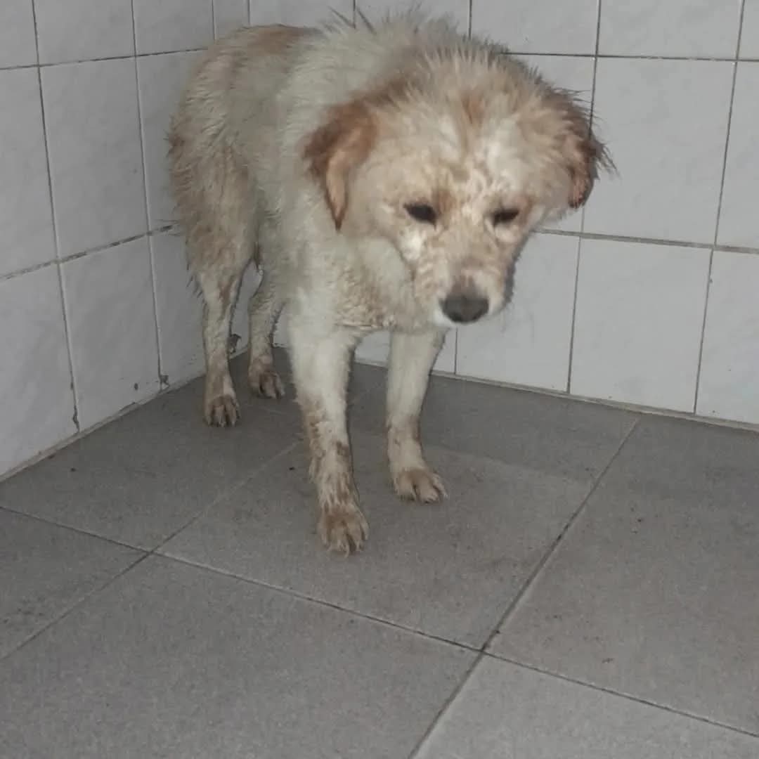 🙏😪🙏BUSCO A BLANQUITO!
SE CANSARON DE HACERLE VIVIR UNA VIDA DE MIERDA Y AHORA ME ENTERO QUE EL HDP DEL HIJO DE MI VECINA SE LO LLEVO PARA TIRARLO POR AHI!! EL FORRO DE 💩 VIVE EN GUERNICA, QUIZAS LO BAJO DE CAMINO ALLA. (CLAYPOLE - GUERNICA).

SI ALGUIEN LO VE POR