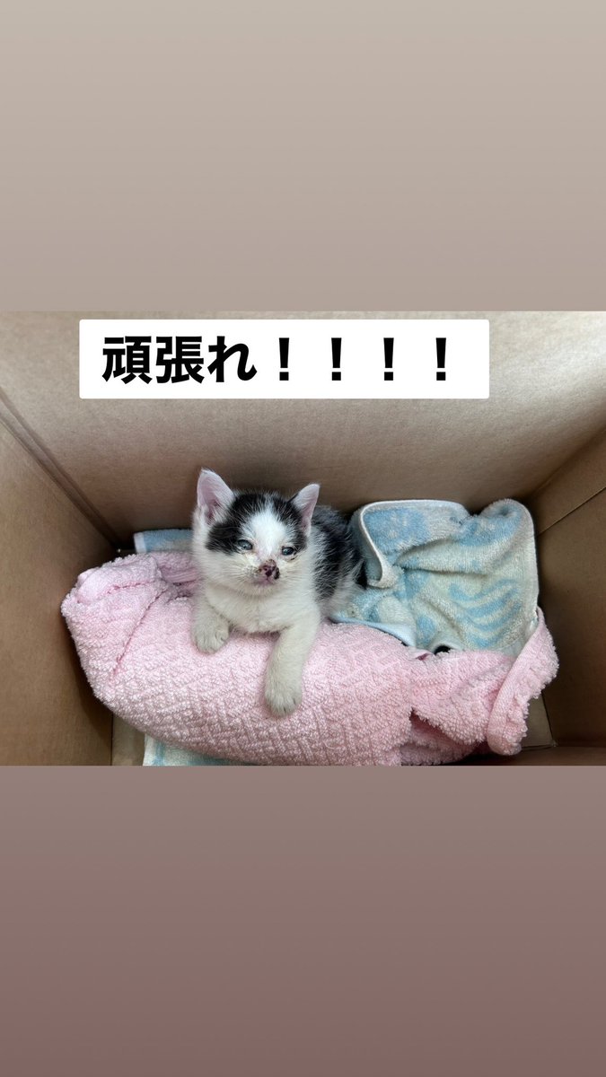仕事に行こうと外に出たら低体温で鳴く元気も残ってない状態の子猫‥。速攻病院連れて行ったけど猫風邪、低体温、栄養失調で重症って言われて今ICUに入って頑張ってる😣260gの小さな小さな命‥どうか助かりますように🙏