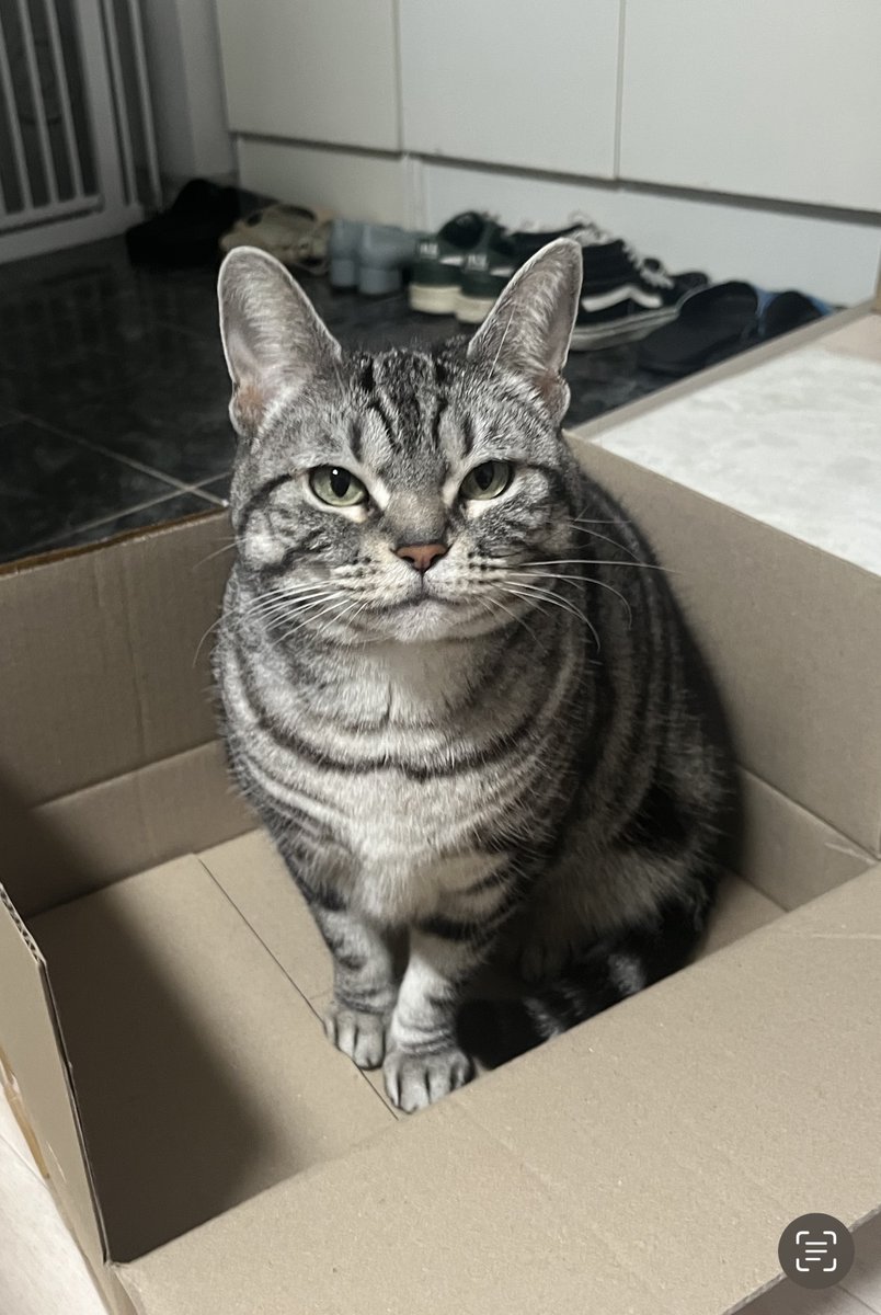 고양이 시시의 초상
소품으로는 랄리끄의 브로치와 은방울꽃을, 배경은 아르누보풍으로 추가 주문해 주셨는데 시시의 이름을 슈테파니 츠바이크의 책에서 따왔다고 하셔서 책 제목으로 배경을 꾸며 보았습니다 주문 감사합니다