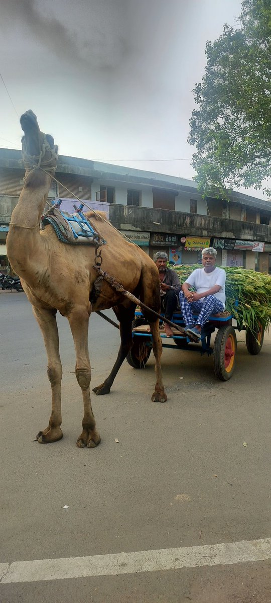 Dr. Heera Lal Patel IAS, advisor Model Gaon (@heeralalias) on Twitter photo Hard money Earning by Hard Work and sweating give immense pleasure and happiness: Saw this on Face of A camel Cartman.
In morning walk in Circuit House campus, at gate I saw it. He told, he started 5. O Am with bundles of Green foder- Jwar- and reached Here 6.30.
One bundle <a href="/100/">One Hundred</a> Hard money Earning by Hard Work and sweating give immense pleasure and happiness: Saw this on Face of A camel Cartman.
In morning walk in Circuit House campus, at gate I saw it. He told, he started 5. O Am with bundles of Green foder- Jwar- and reached Here 6.30.
One bundle <a href="/100/">One Hundred</a>