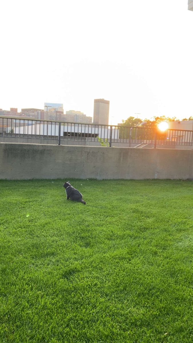 rhondajsp's tweet photo. My son’s cat, Zeke, enjoying the Cleveland State University campus 
#ClevelandStateUniversity https://t.co/0XNEQz7Lxg