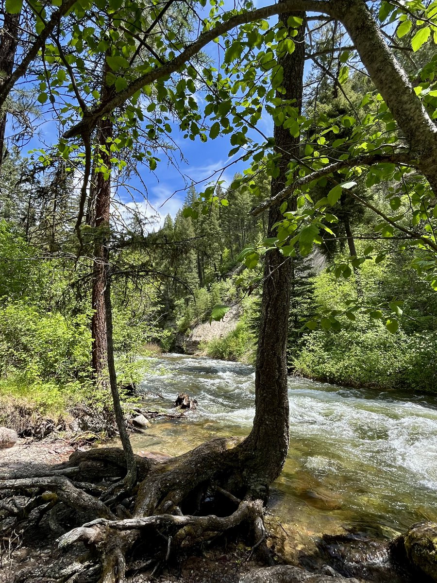 sallymauk's tweet image. I’m pretty sure the entire city of Missoula was out on the trails this gorgeous day, including me. It was too hard to resist.
#lastbestplace