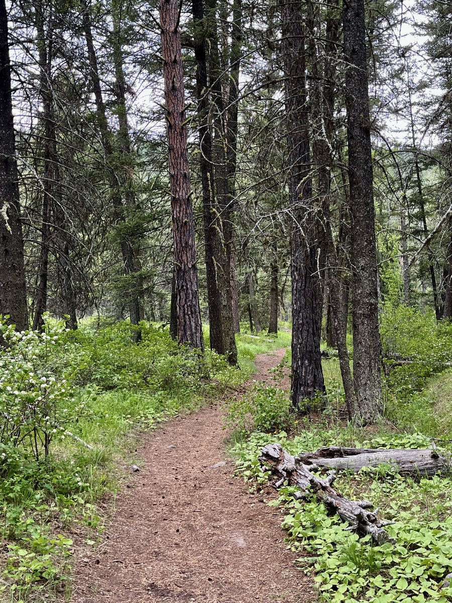 sallymauk's tweet image. I’m pretty sure the entire city of Missoula was out on the trails this gorgeous day, including me. It was too hard to resist.
#lastbestplace