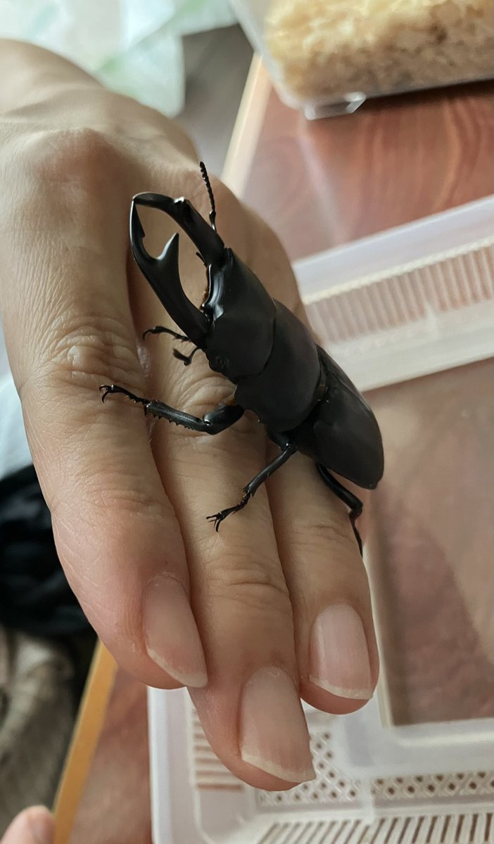 朝オオクワさんを見に行ったら、ヤバい事に😅
急ぎレスキューして、ひと安心😮‍💨